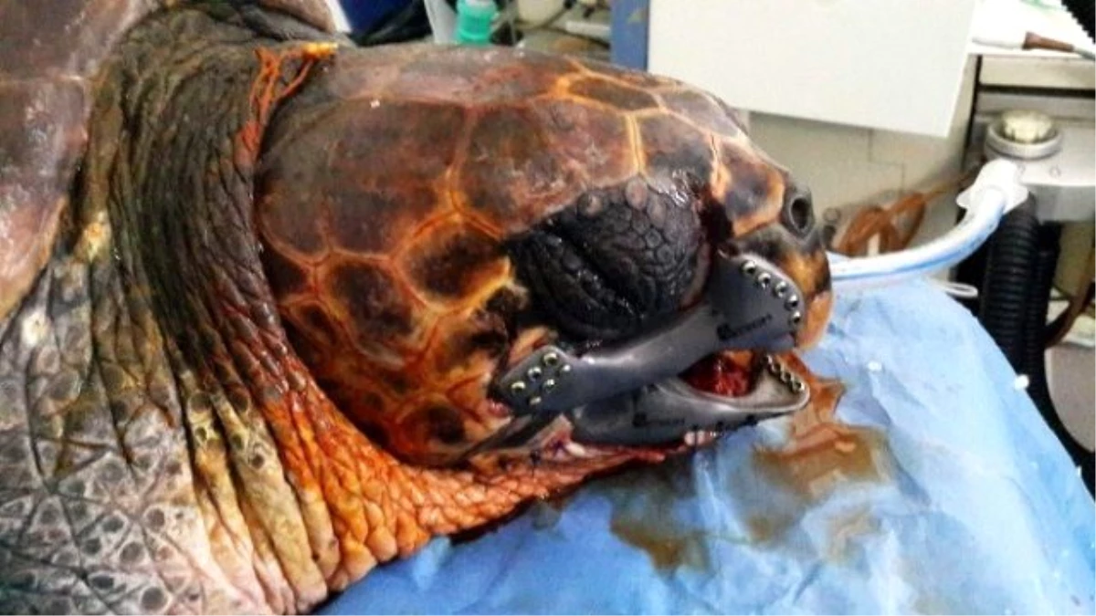 İlk Kez Bir Caretta Carettaya 3D Çene Protezi Yapıldı