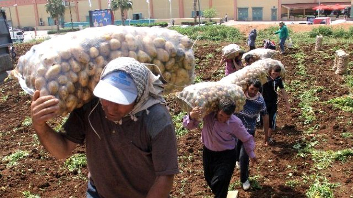 Patatesin Kilosu 5 Lira, İşçi Tonunu 10 Liraya Taşıyor
