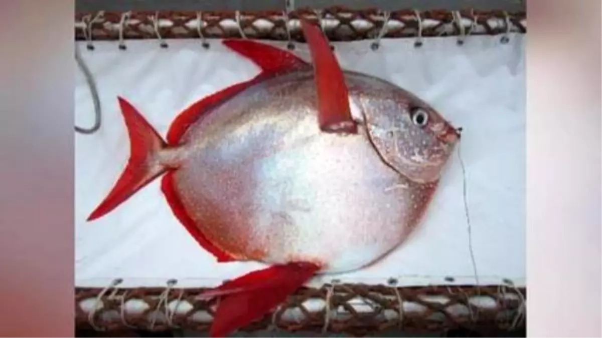 Scientists Discover The First Fully Warm-blooded Fish