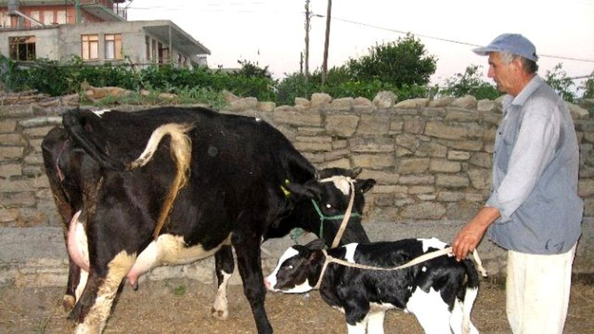 Manavgat\'ta Dört Ayda 80 Bin Hayvan Aşılandı