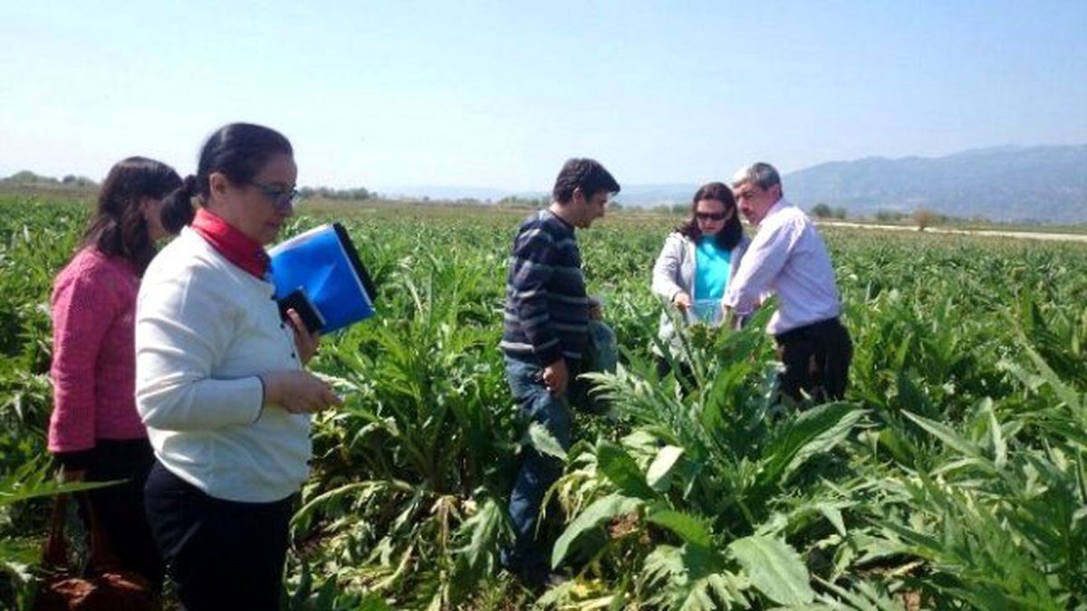 Taze Meyve ve Sebzelerde Hasat Öncesi Sıkı Denetim