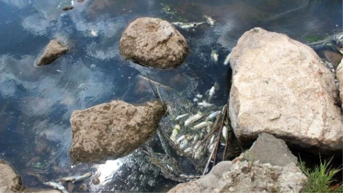 Yavuzeli İlçesinde Balıkların Nesli Tükeniyor