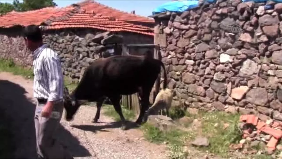 Annesi Telef Olun Kuzuyu İnek Sahiplendi