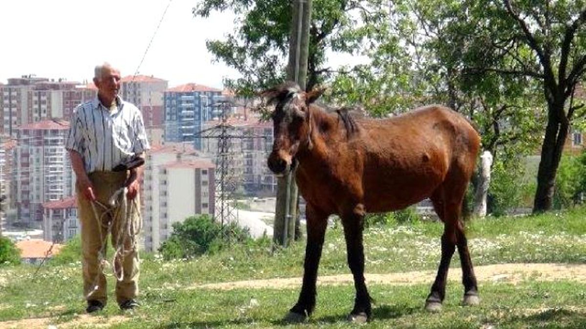 5 Bin Lira Maaşlı Çoban İşi Bıraktı