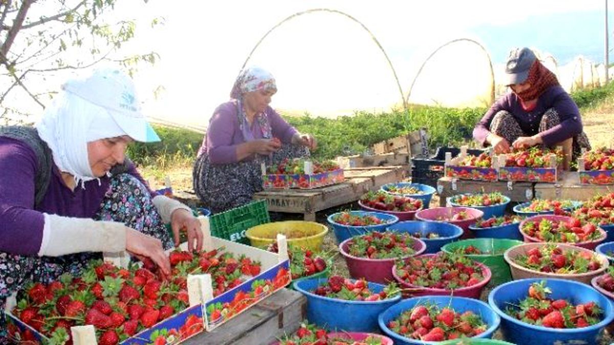 Aydın\'da Çilek Bereketi