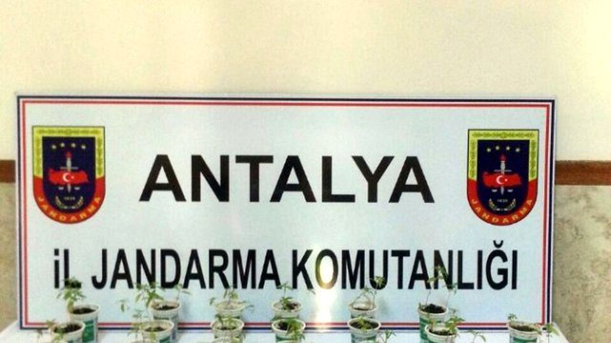 Ayran Kutusunda Kenevir