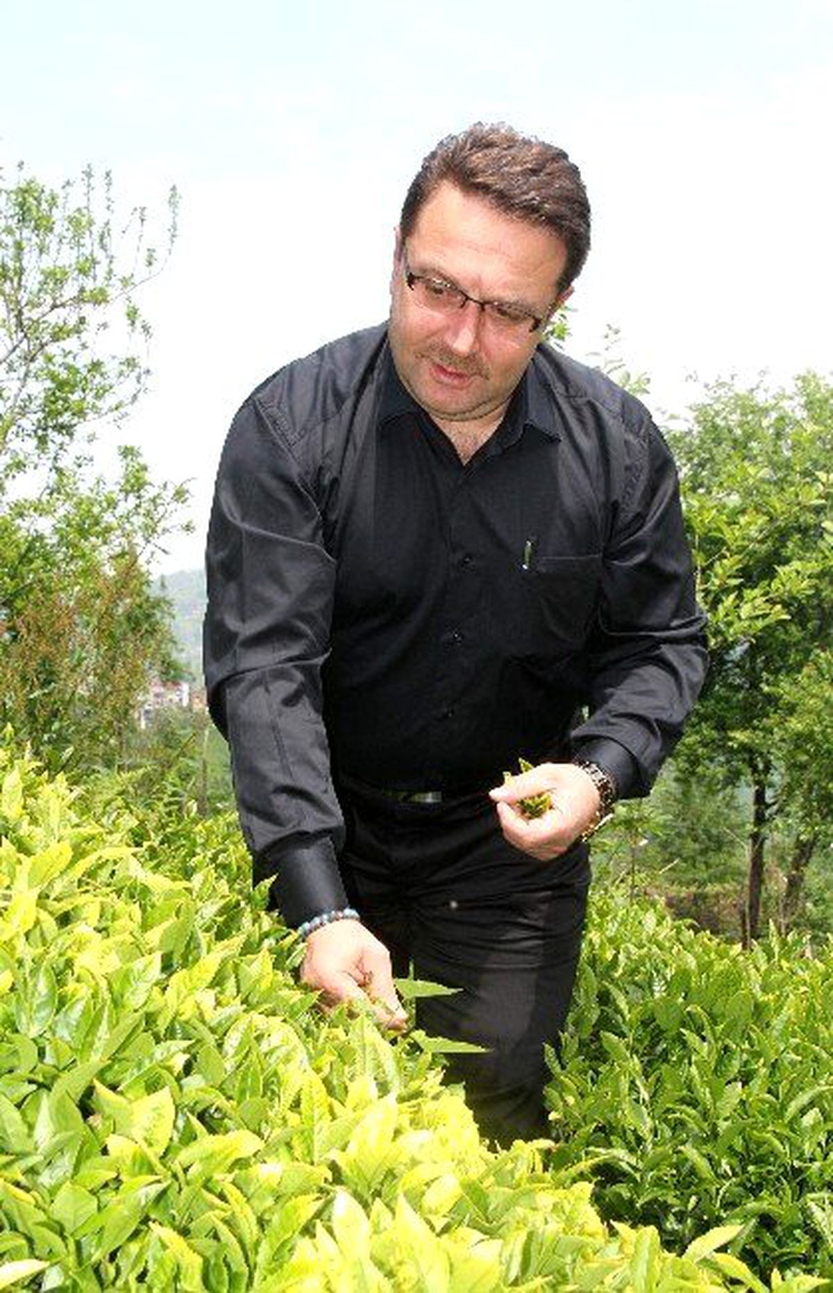 Çay Sektöründe Sistem Arayışı