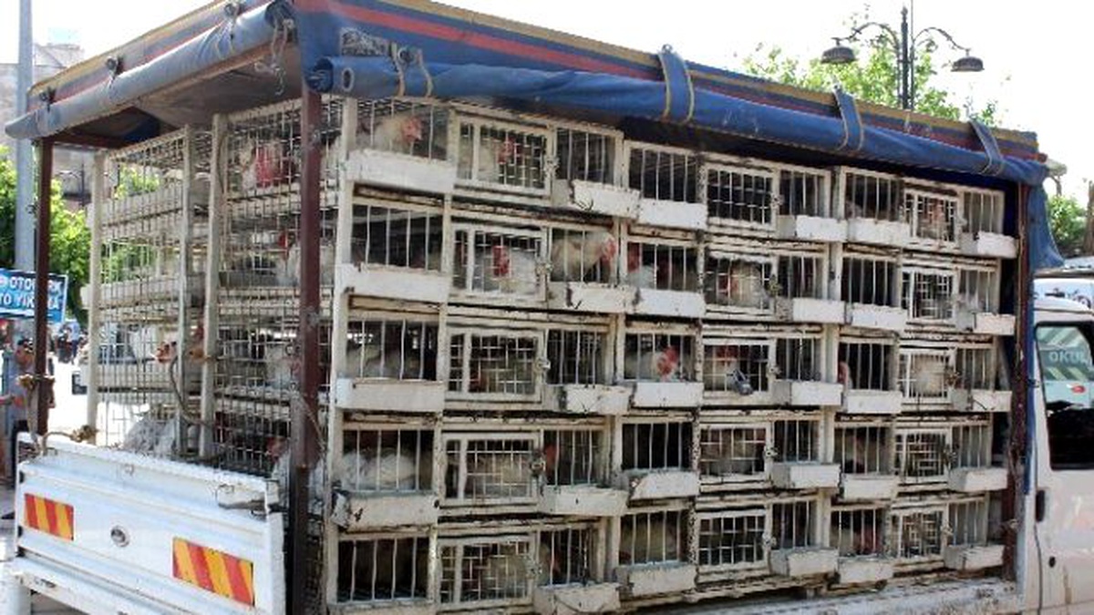 Dar Gelirli Vatandaş Canlı Tavuğa Rağbet Gösteriyor