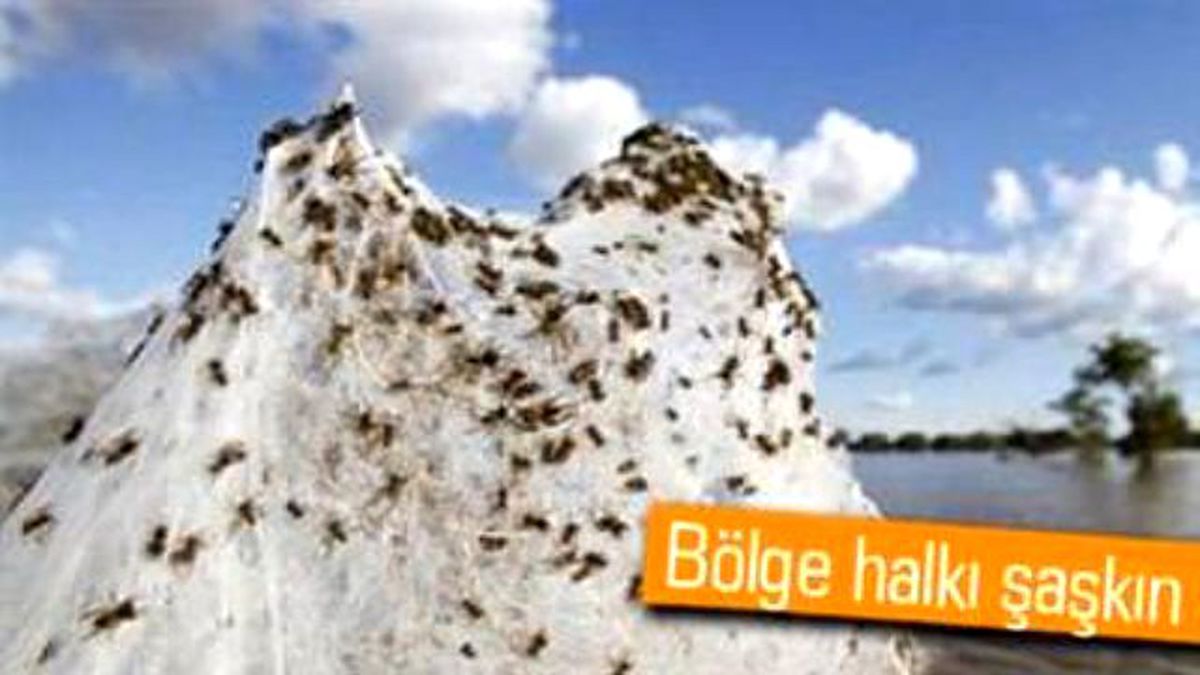 Gökten Milyonlarca Örümcek Yağdı
