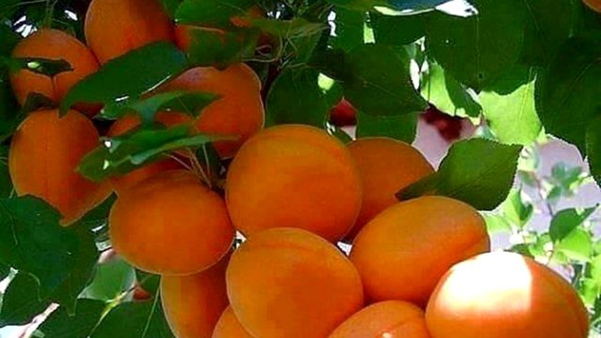 Mut Kayısı Kültür ve Sanat Festivali\'ne Hazır