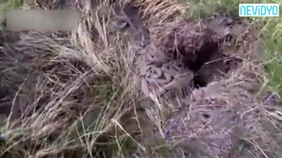 Yüzlercesini Bir Arada Yakaladı