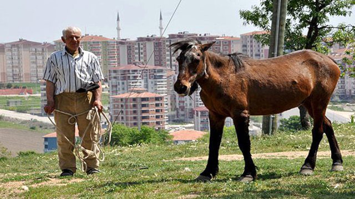5 Bin TL Maaşlı İşi Bırakan Çobanın Yerine Anında Başkası İşe Alındı