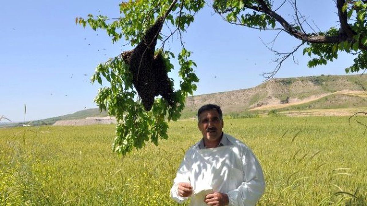 Arılar Oğul Kaldırıyor
