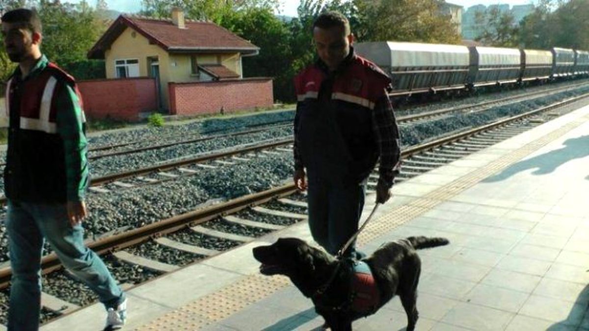 Çaycuma\'da 317 Kök Kenevir Ele Geçirildi