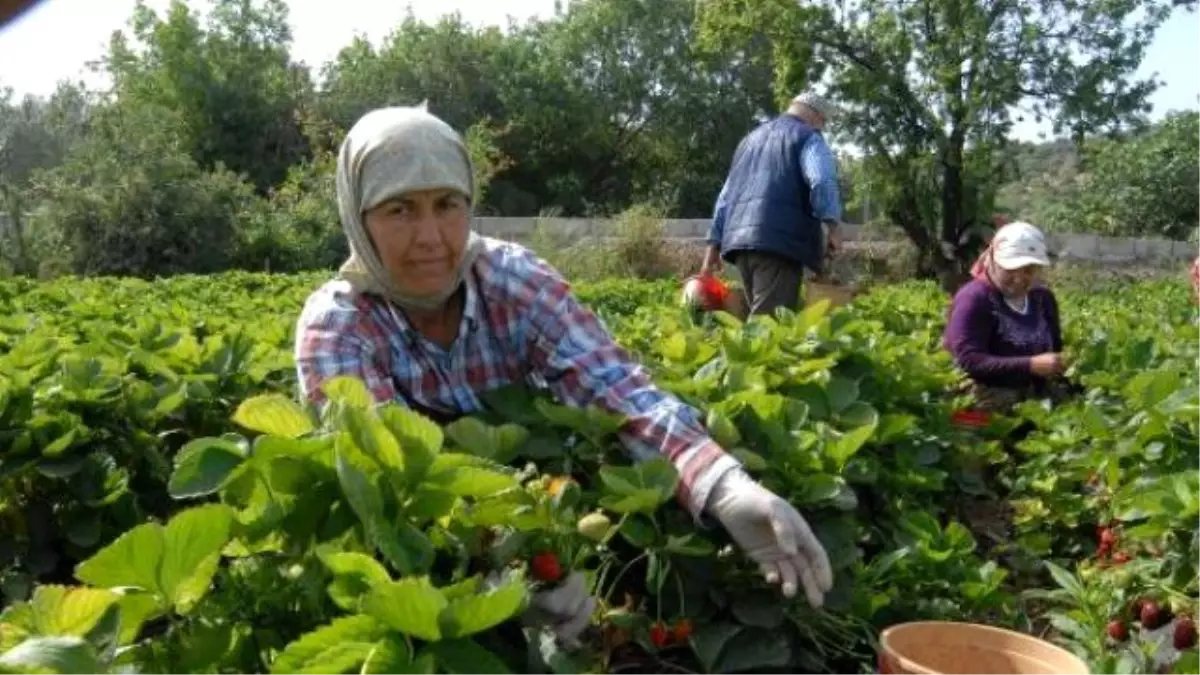 Çilek Üreticisinin Yüzü, Yüksek Fiyata Rağmen Gülmedi