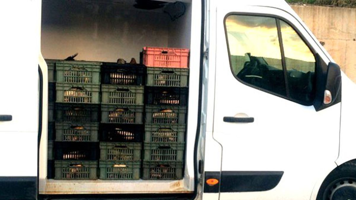 Çorum\'da 1,5 Ton Kaçak Balık Yakalandı