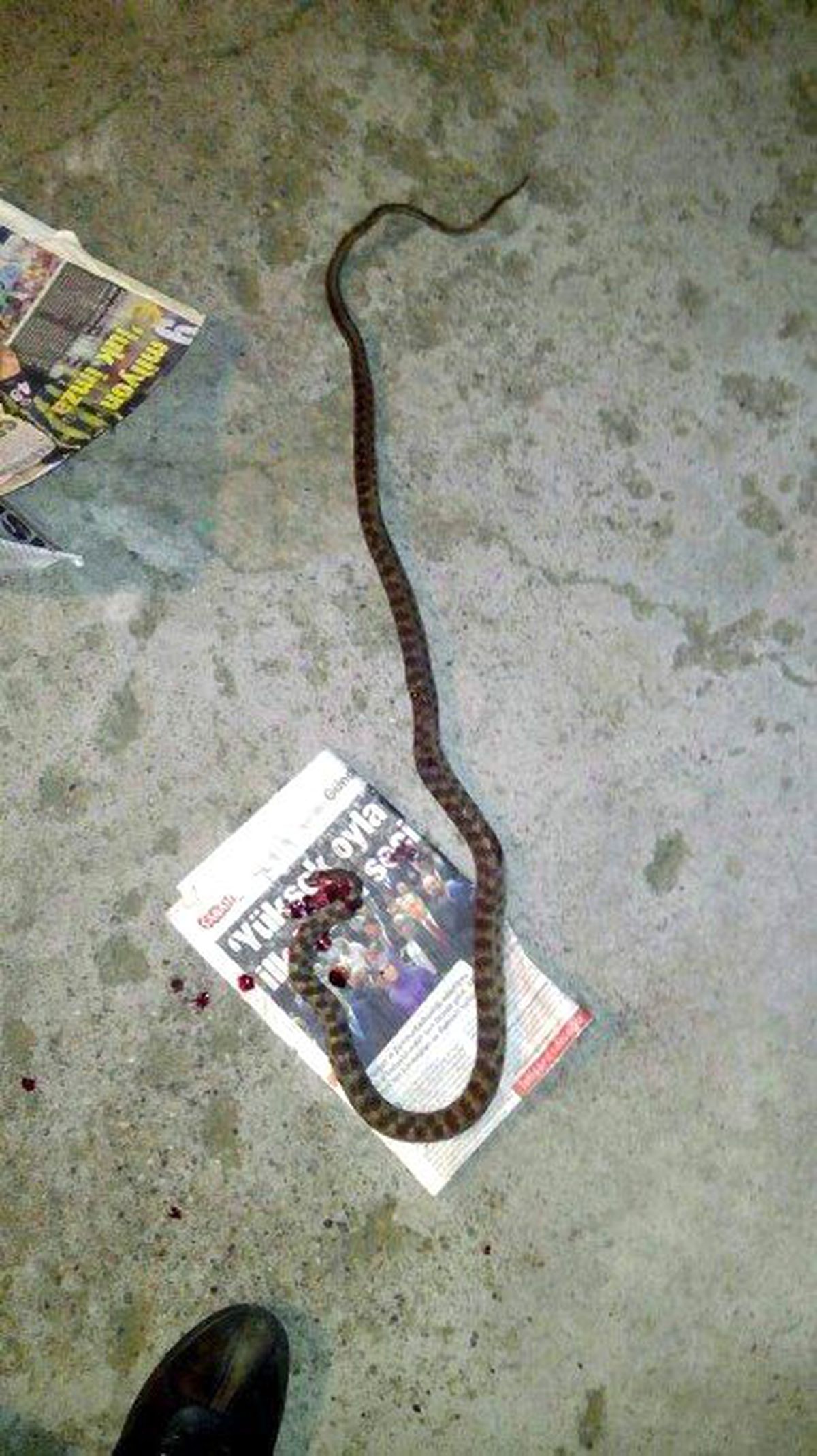 Siverek\'te 1.5 Metre Uzunluğunda Yılan Çıktı