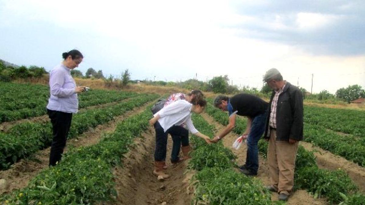 Aydınlı Domates Üreticileri Mildiyö Hakkında Bilgilendirildi