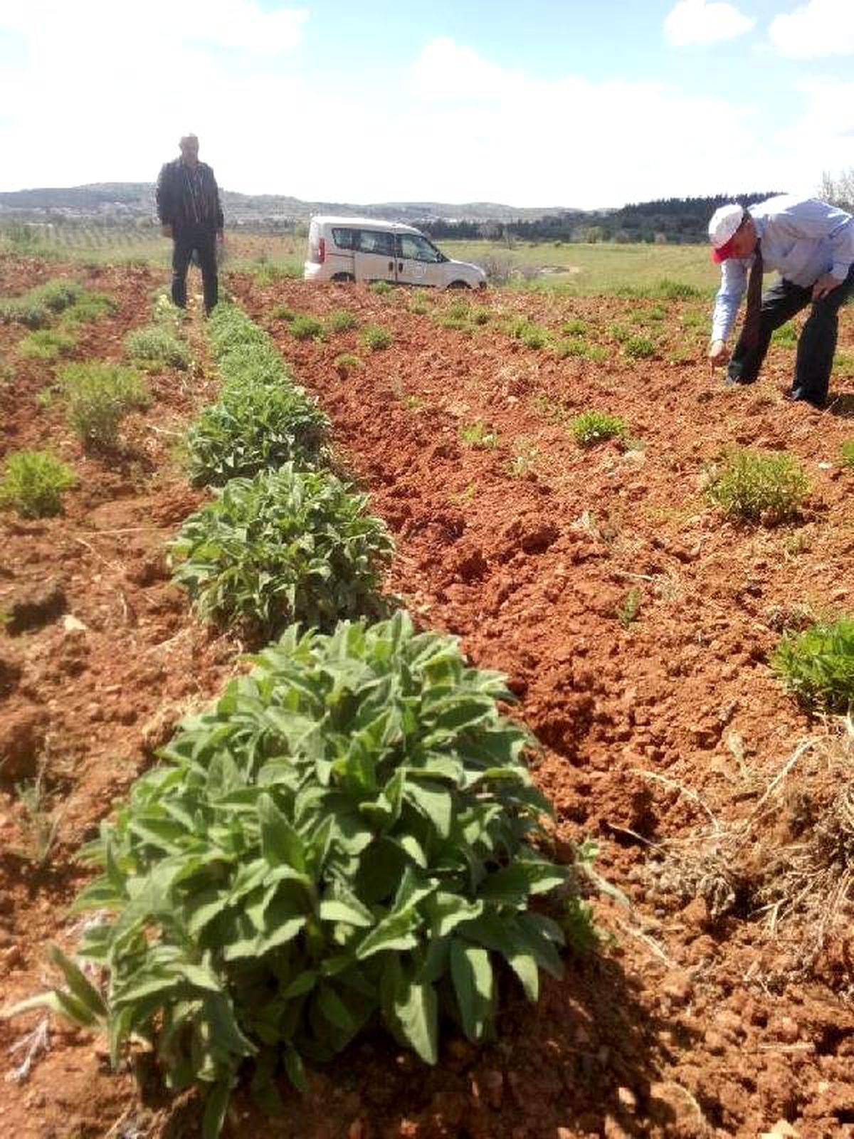 Bekilli\'nin Kaderi Adaçayıyla Değişecek