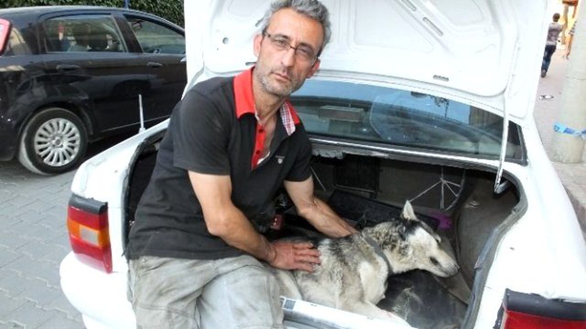 Burhaniye\'de Köpekleri Zehirlediler