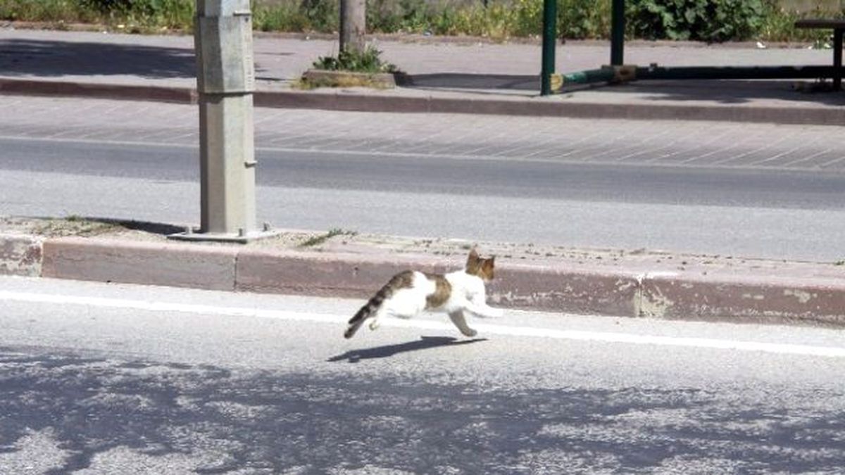 Bursa\'da Kedi Kurtarma Operasyonu