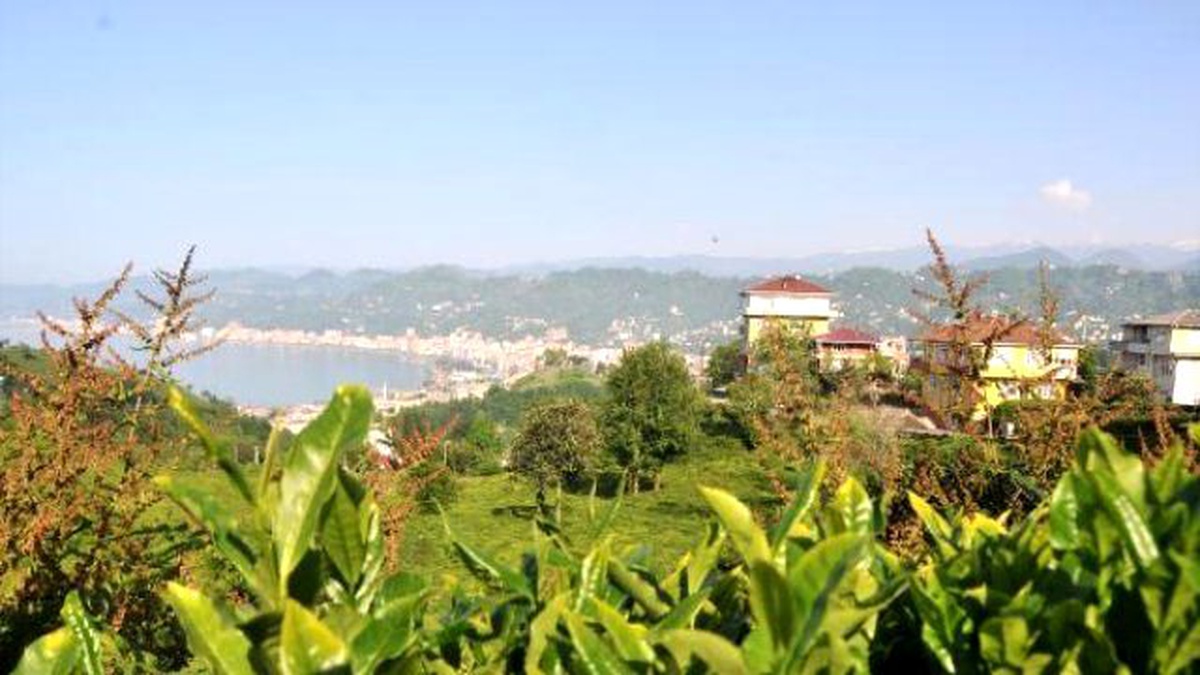 Çay Üreticisi Taban Fiyattan Memnun