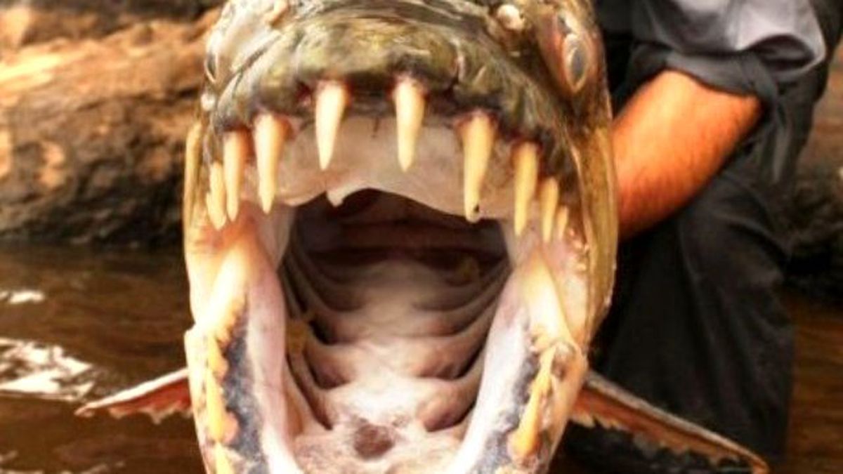 Denizden Çıkan Canavar Balık Şoke Etti