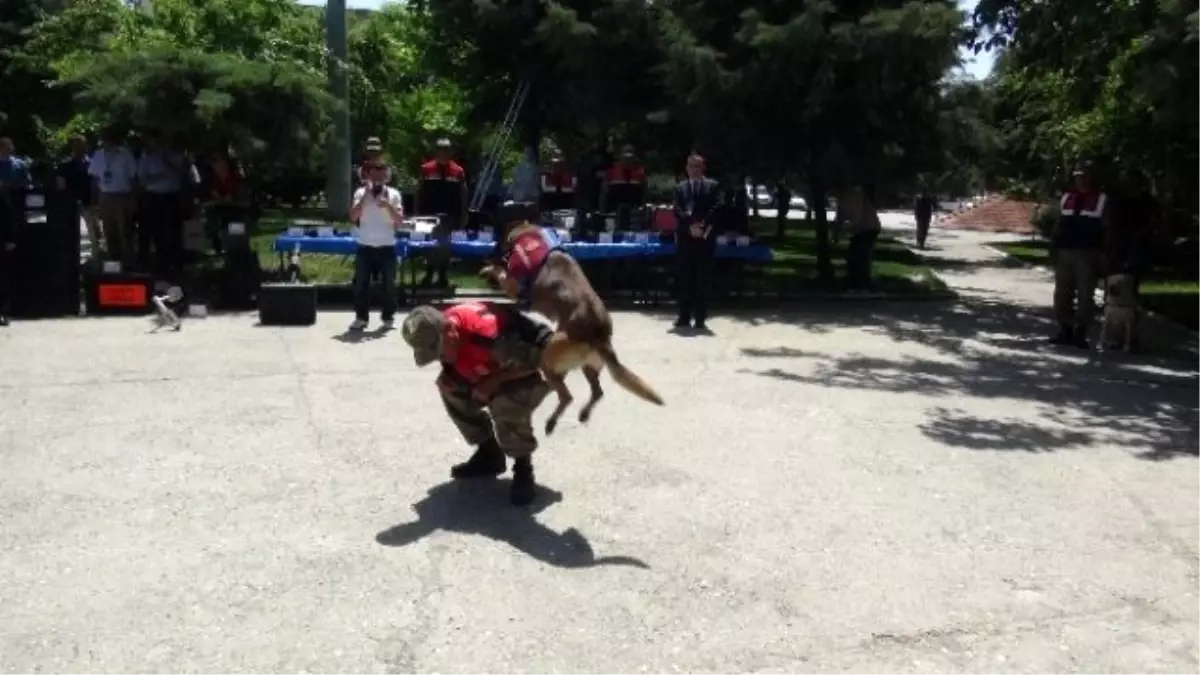 Jandarmanın Eğitimli Köpekleri Hiper ve Çakır\'ın Gösterileri İlgi Çekti