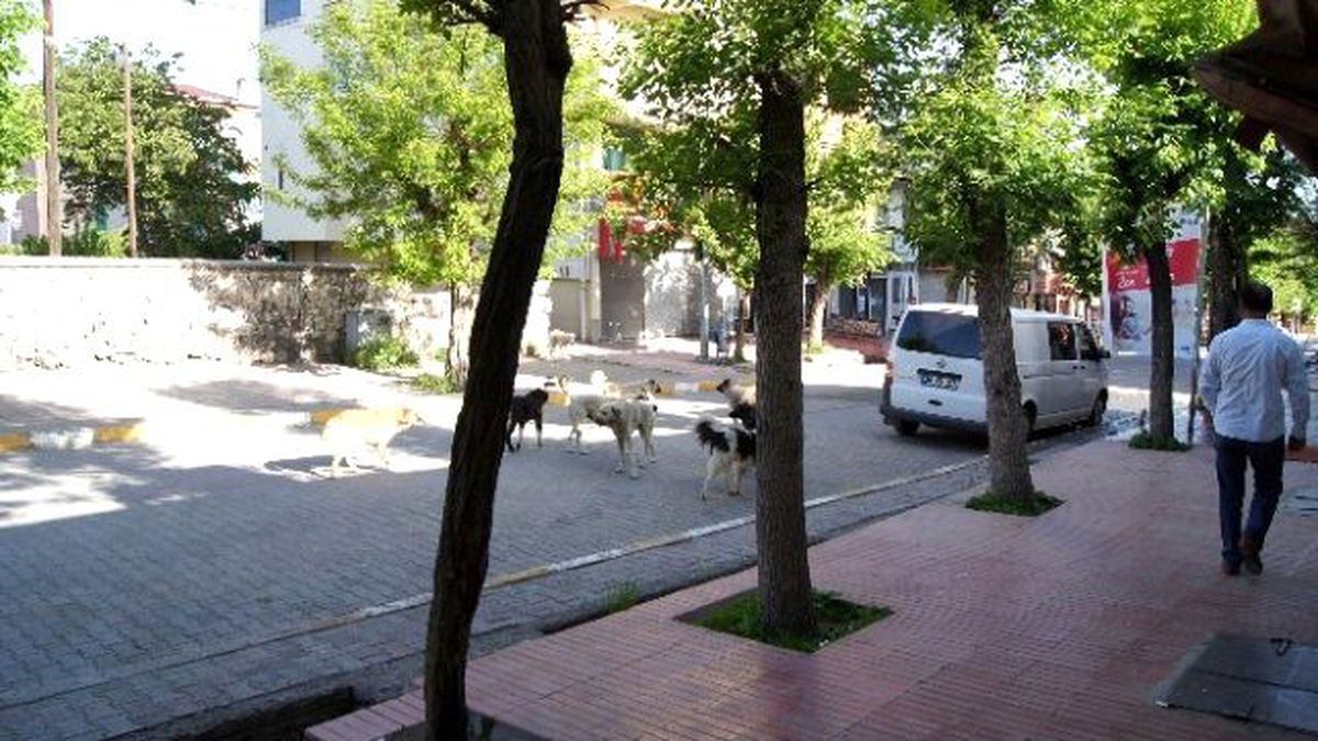 Kağızman\'da Başıboş Köpekler Tehlike Oluşturuyor