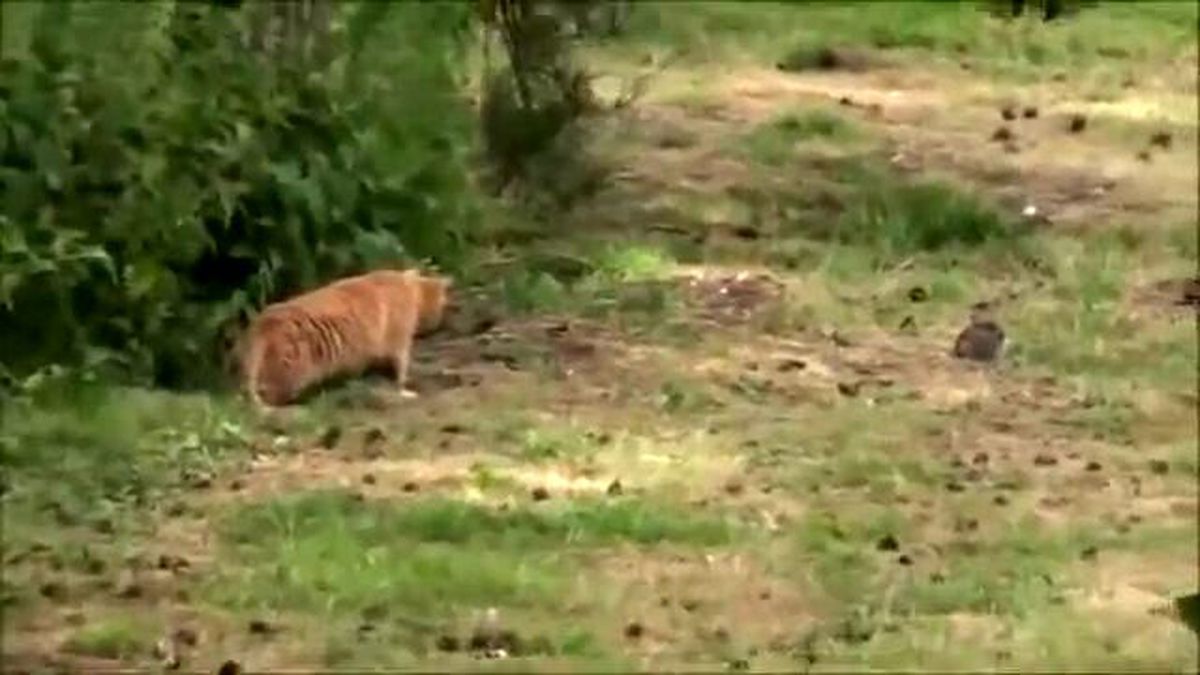 Kedinin Tavşan Avı