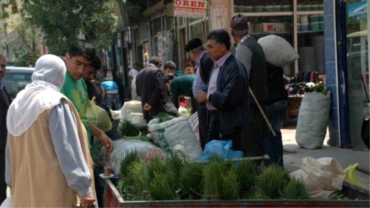 Peynir Otu 10 Liradan Piyasada