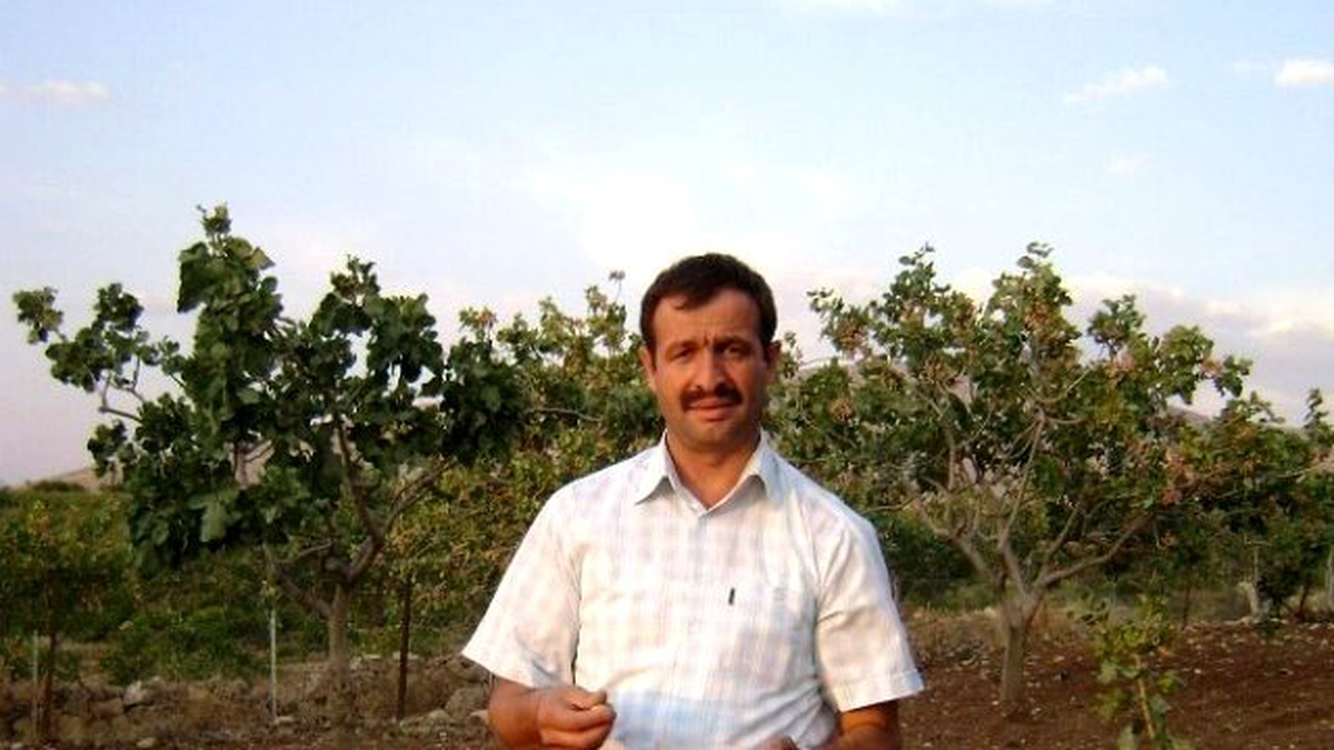 Siirtli Fıstık Üreticileri 2 Yılın Zararını Çıkartacak