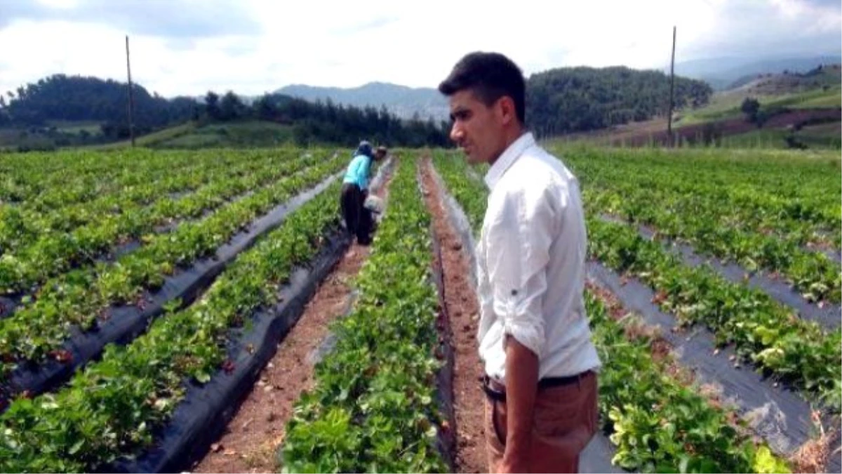 Yayladağı Çiftçisinin Yeni Gözdesi Organik Çilekte Hasat Başladı