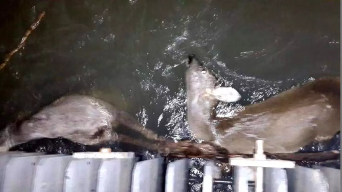 HES\'te Suya Düşen Yabani Hayvanlar Bir Bir Can Veriyor