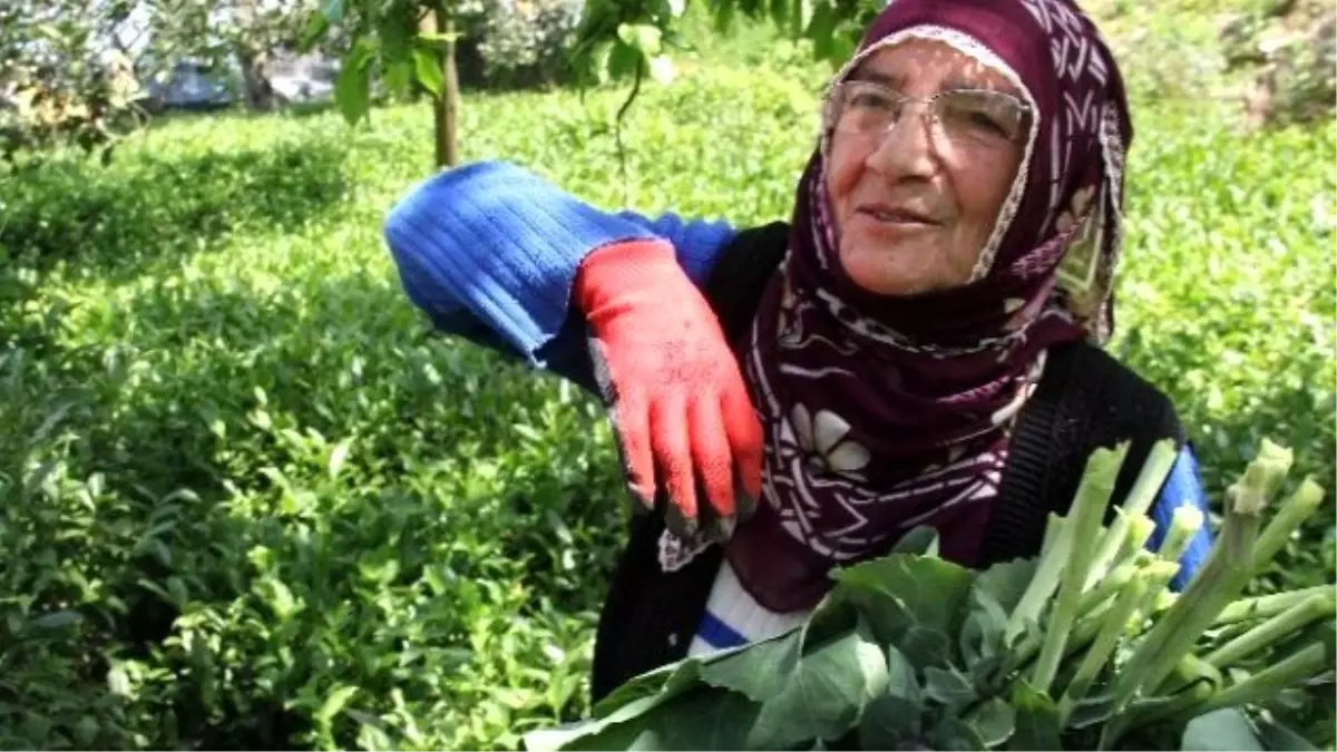 Yaş Çay Fiyatına Tepkiler