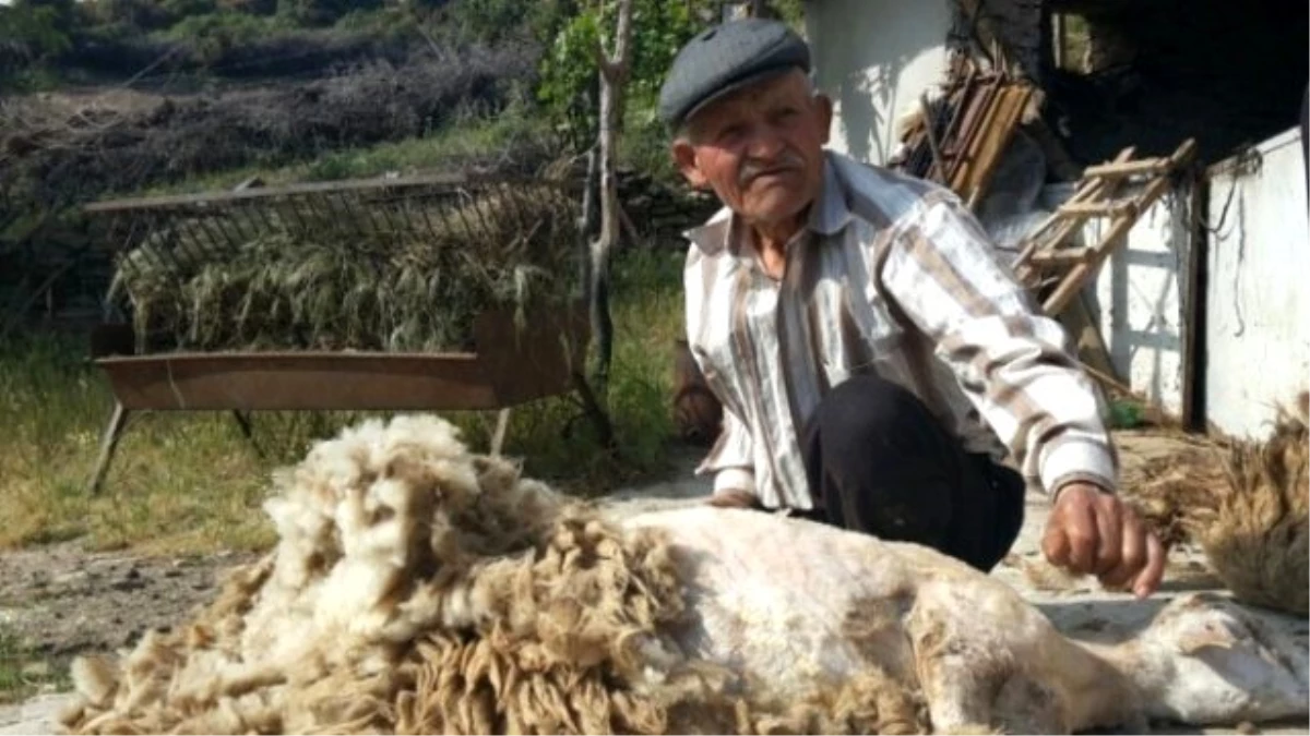 Aydınlı Çobanlar Koyunlarına Bahar Makyajı Yapıyor