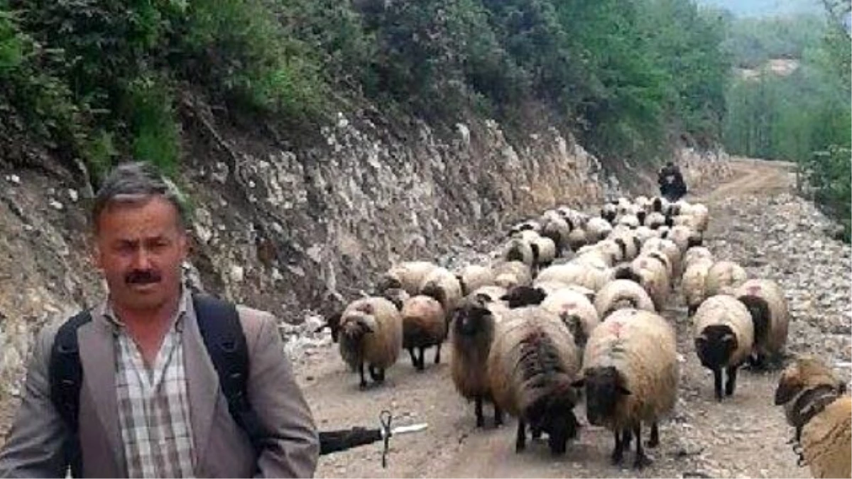 Çobanlar Yayla Yolunda