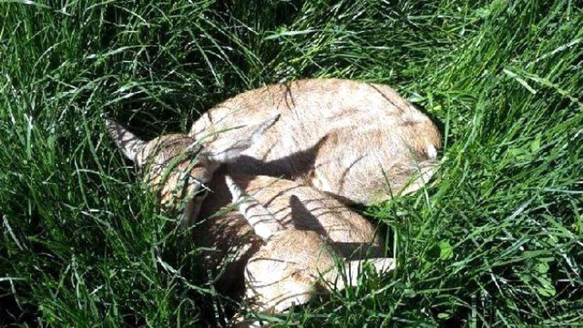 Harikalar Diyarı\'nın Yeni Sakinleri, 2 Yavru Ceylan