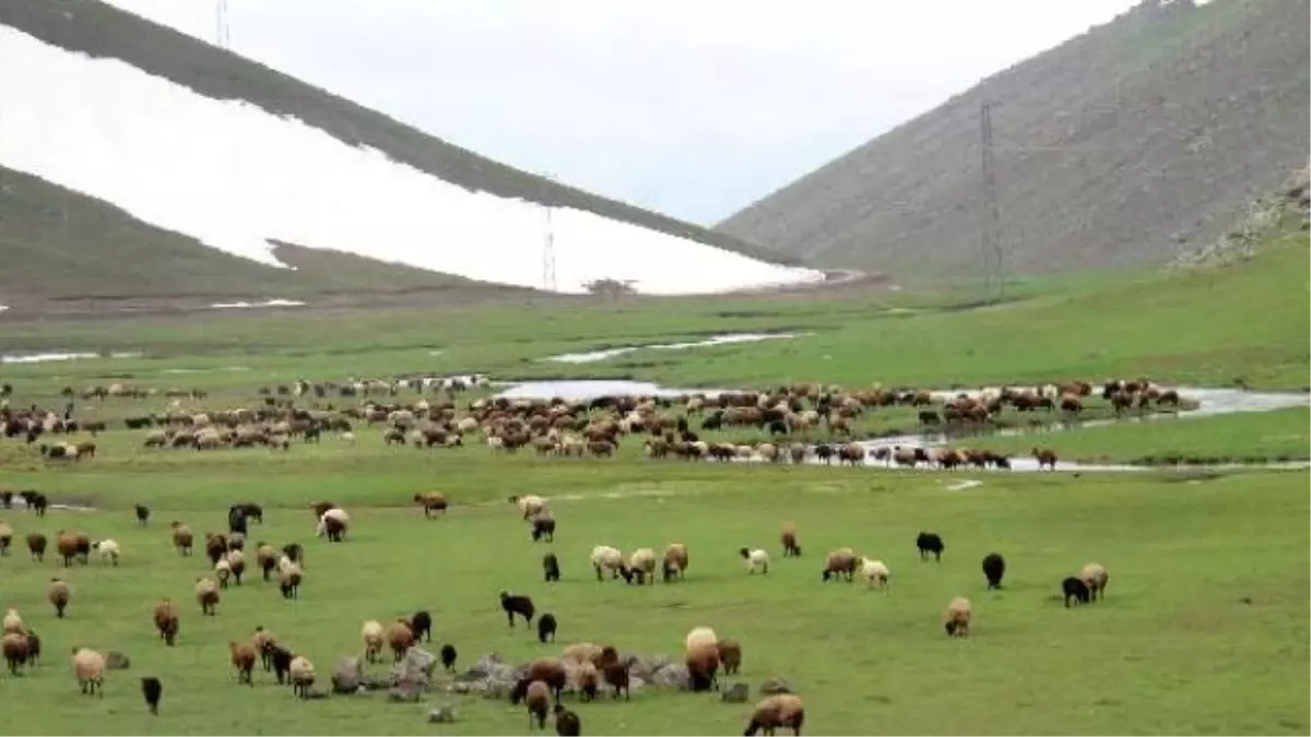 Iğdırlı Göçerler, Ağrı Dağı Yaylalarına Çıktı