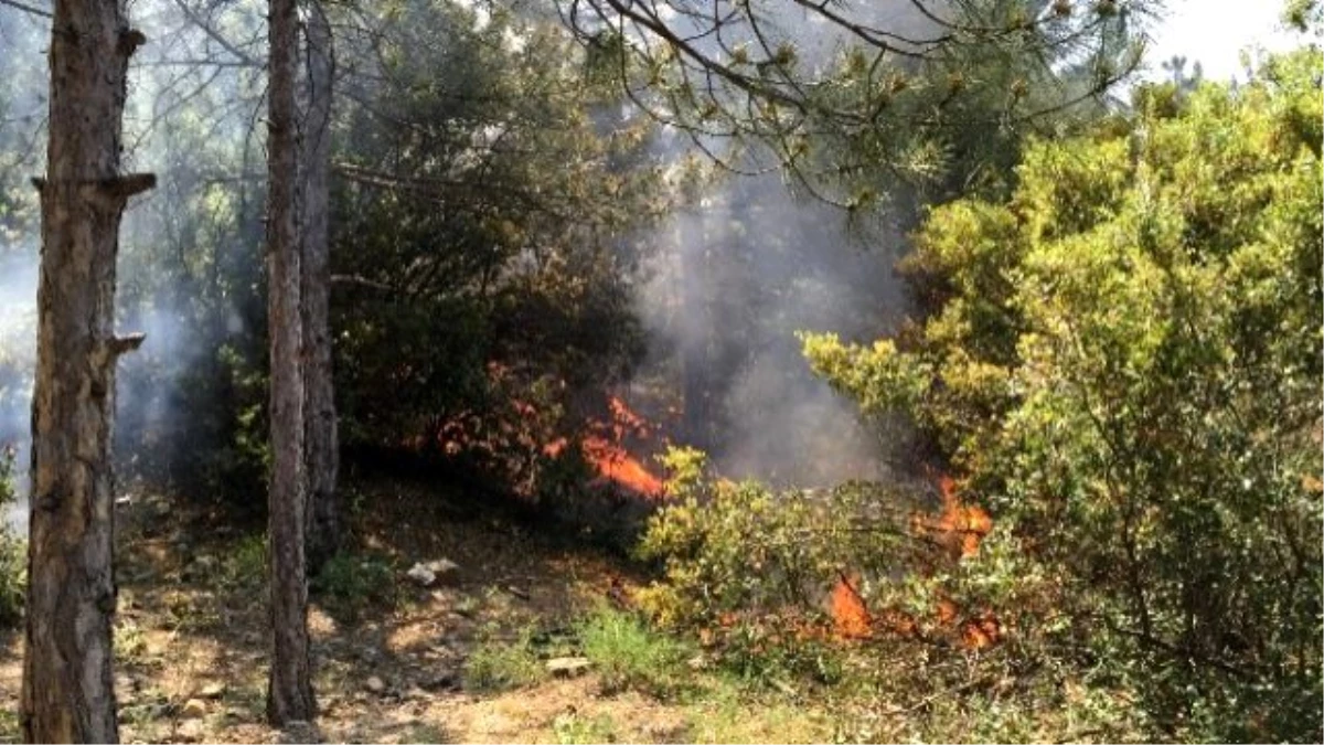 Kent Ormanındaki Yangın Korkuttu