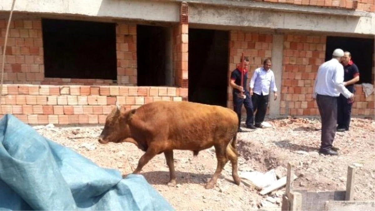 Kocaeli\'de İnşaat Boşluğunda Sıkışan Tosunu İtfaiye Kurtardı