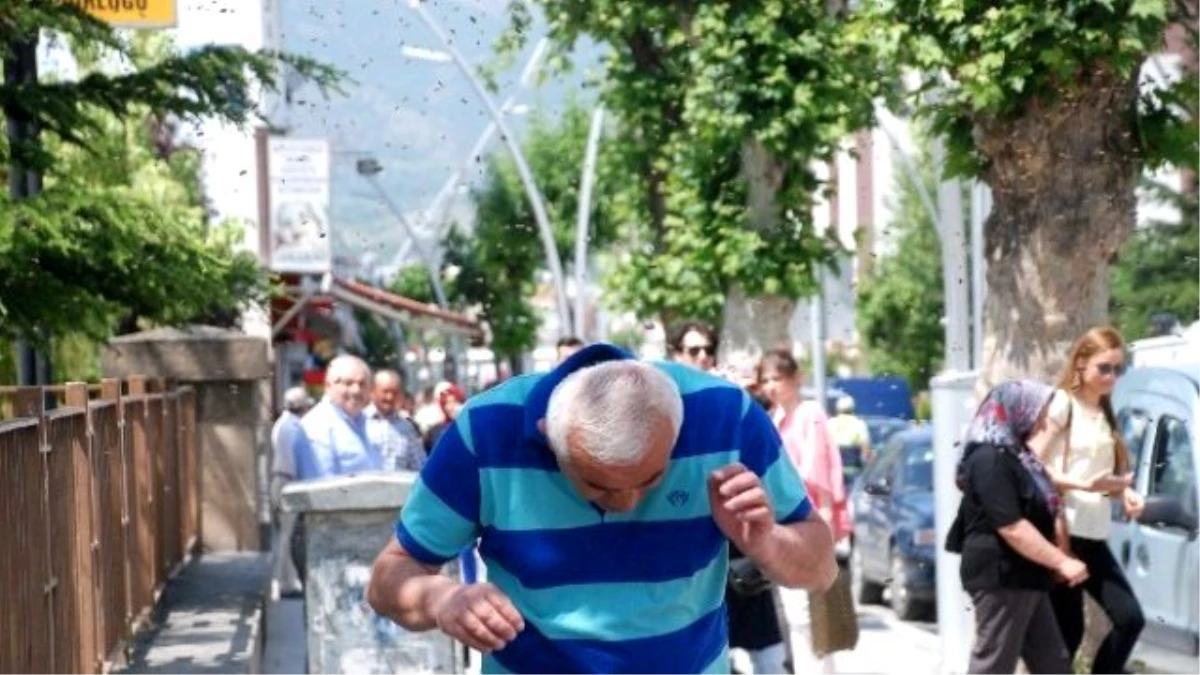 Kovandan Kaçıp Şehre İnen Arılar Vatandaşlara Zor Anlar Yaşattı