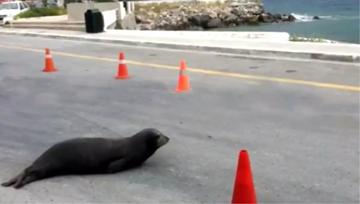 Yol Ortasındaki Akdeniz Foku Şaşırttı