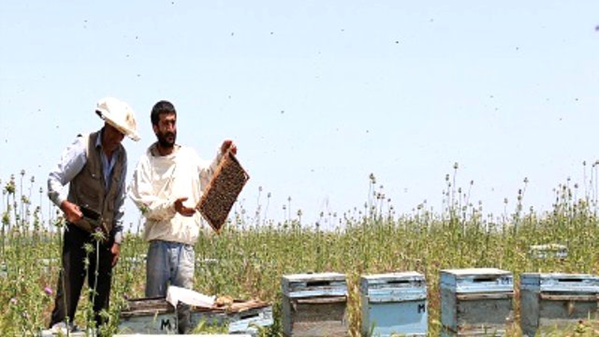 Bingöl Yaylaları Arı Kovanlarıyla Şenlendi