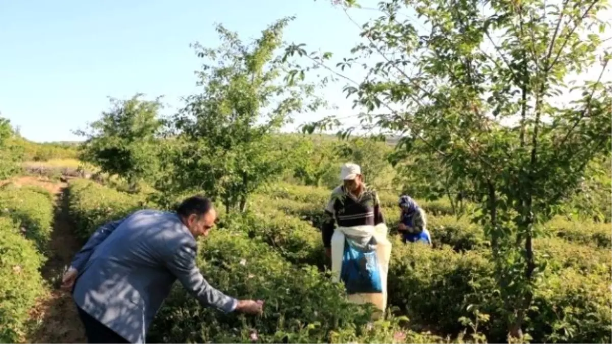 Isparta\'da Yılın İlk Gül Hasadı