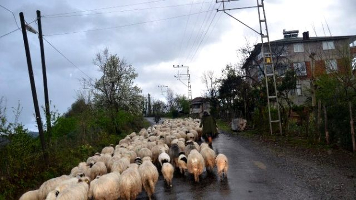 Koyunların Yayla Yolculuğu Başladı