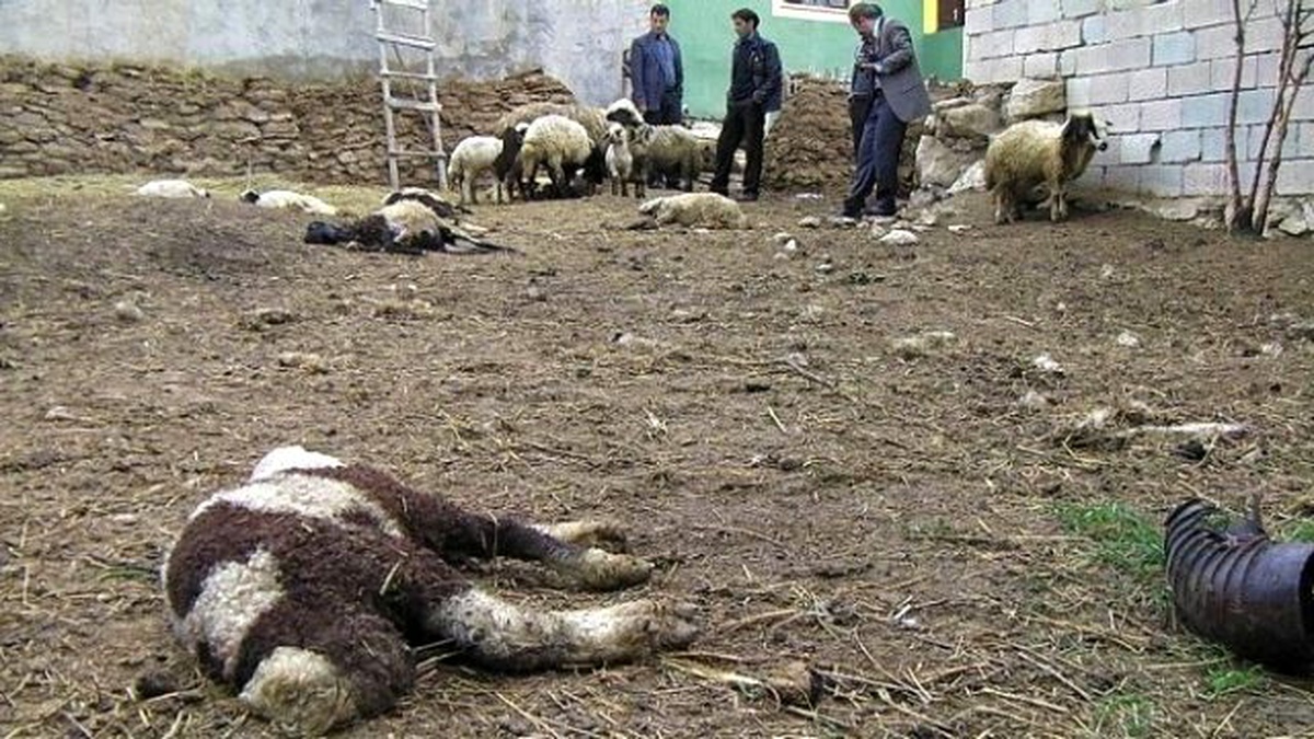 Van\'da Yaban Hayvan Saldırına Uğrayan 12 Kuzu Telef Olurken, 16 Kuzu İse Yaralandı