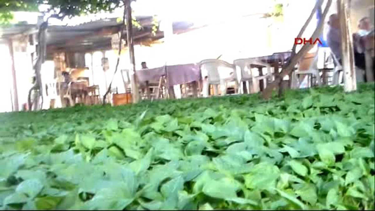 Çanakkale Çay Satışı Azalınca Fideci Oldu