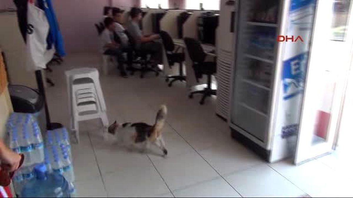 Çanakkale İnternet Kafe Kedilerin Evi Oldu