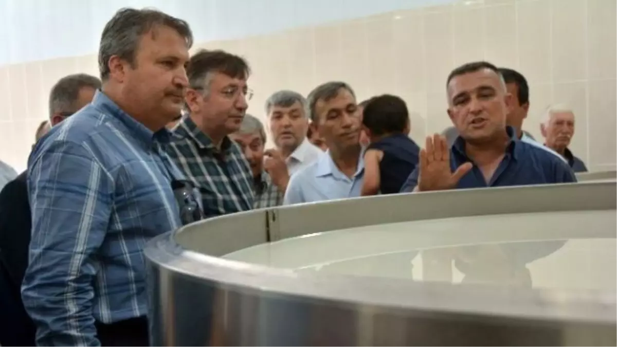 Süt Üreticileri Şimdiden Kazanmaya Başladı